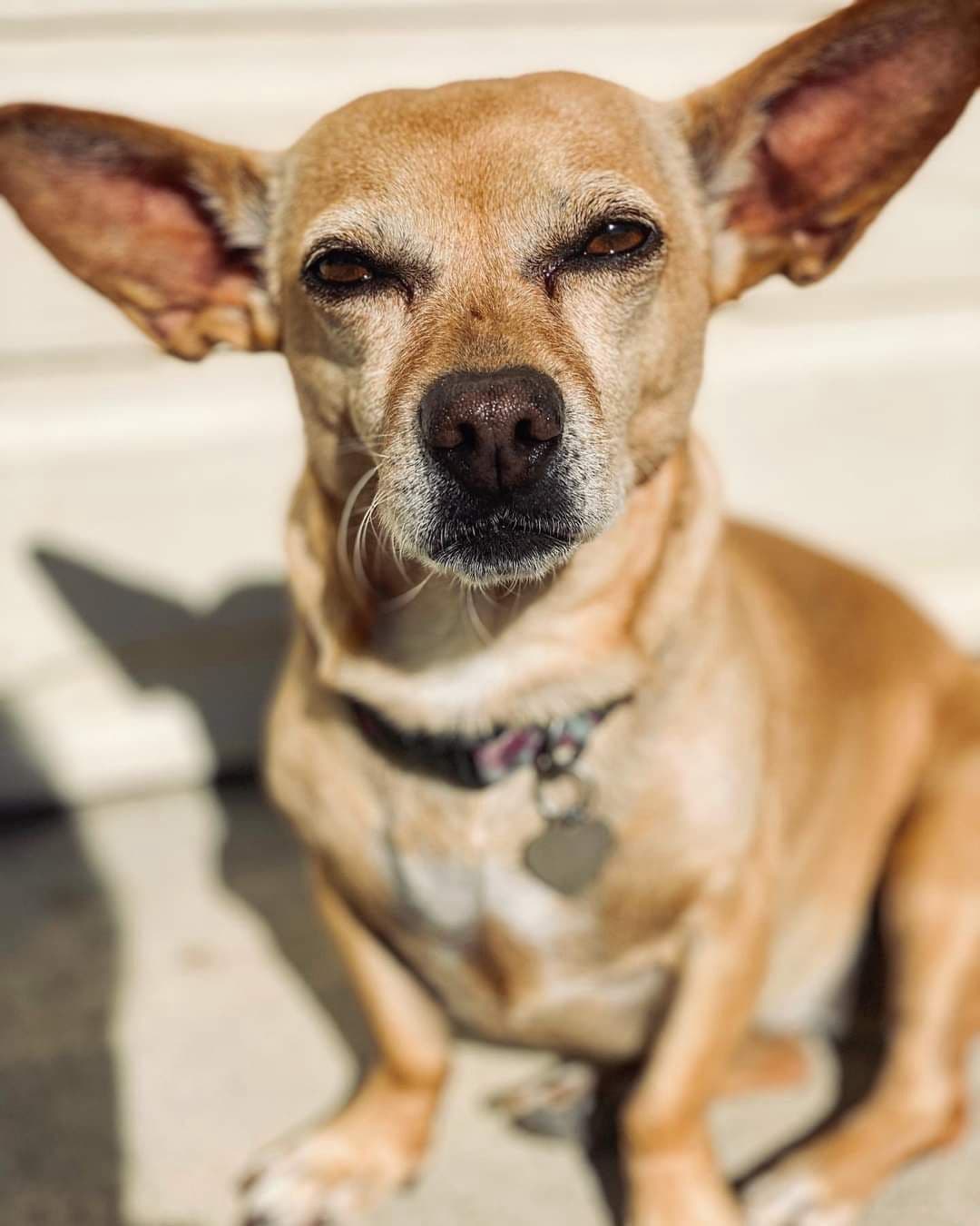 BAMBI