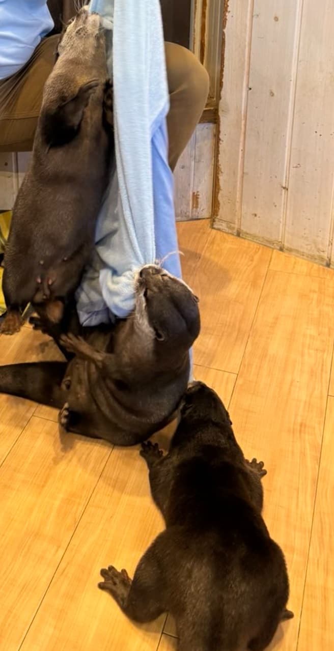 Otters