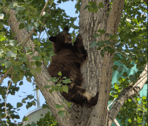BEAR
