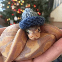 Snek Wif Hat